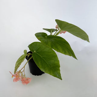 Begonia 'Honeysuckle'