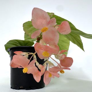 Begonia 'Honeysuckle'