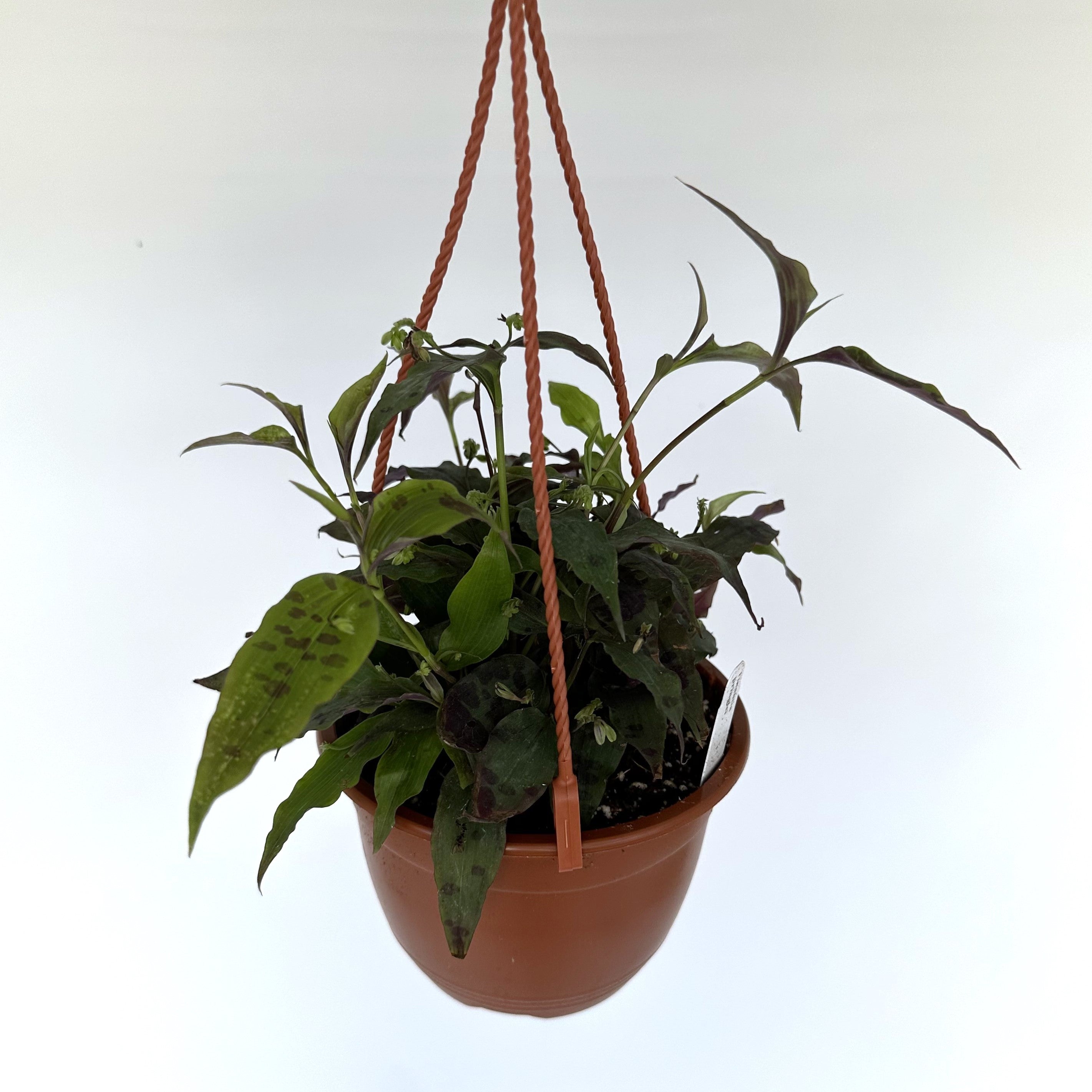 mexican hanging plants Tinantia pringlei