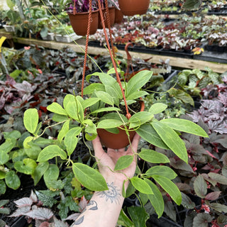 Hoya mindorensis (Yellow Flower) - 6" Hanging Basket