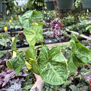 Syngonium podophyllum "Orm Thong"