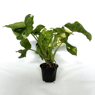 Syngonium podophyllum "Orm Thong"