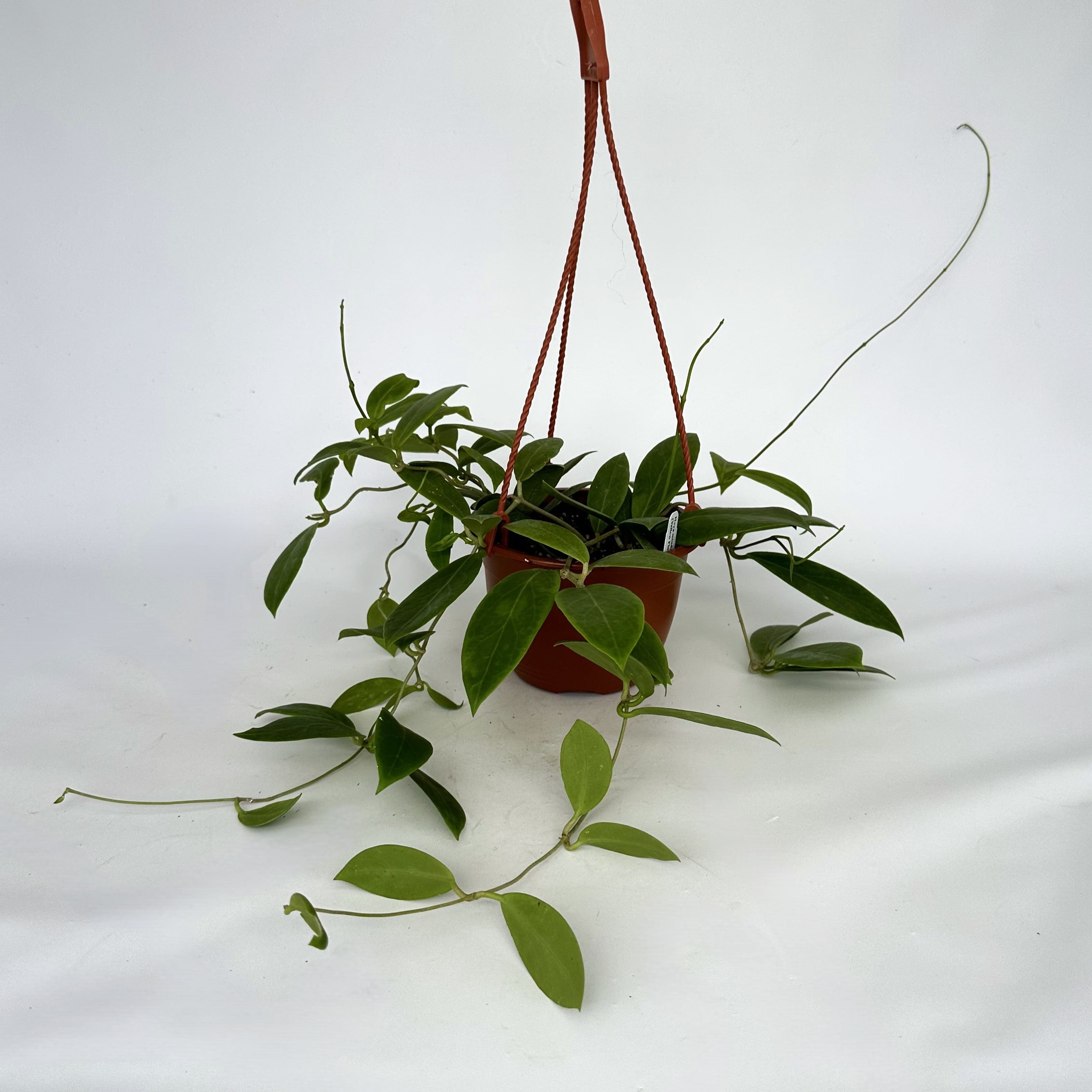hanging plant yellow leaves Hoya mindorensis (Yellow Flower)