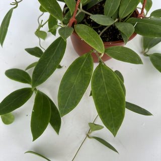 Hoya mindorensis (Yellow Flower) - 6" Hanging Basket