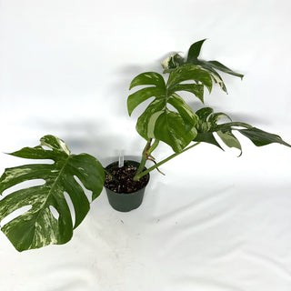 Monstera deliciosa var. borsigiana albo-variegata [#846]