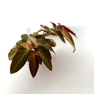 Begonia ‘Withlacoochee’ (Variegated) [#1011]