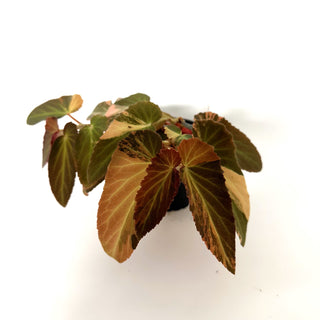 Begonia ‘Withlacoochee’ (Variegated) [#1011]