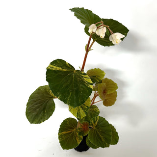 Begonia cucullata (variegated) [#1016]