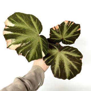 Begonia soli-mutata (variegated) [#1020]