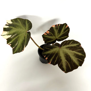 Begonia soli-mutata (variegated) [#1020]