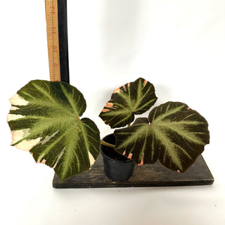 Begonia soli-mutata (variegated) [#1020]