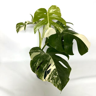 Monstera deliciosa var. borsigiana albo-variegata [#1000]