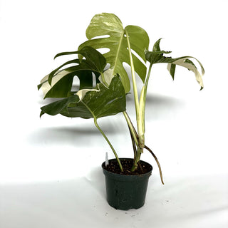 Monstera deliciosa var. borsigiana albo-variegata [#1000]