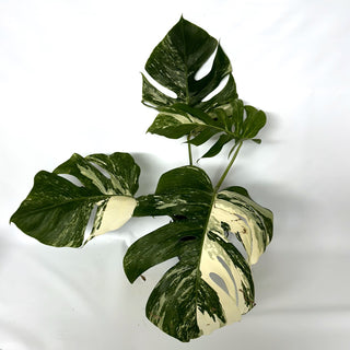 Monstera deliciosa var. borsigiana albo-variegata [#1004]