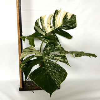 Monstera deliciosa var. borsigiana albo-variegata [#1004]