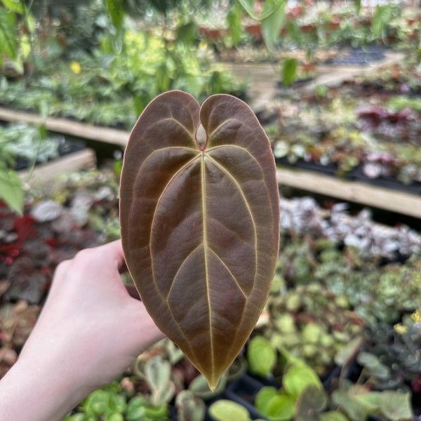 anthurium wagawa Anthurium 'Wuhoo's First Night' x aff. besseae – Steve's Leaves