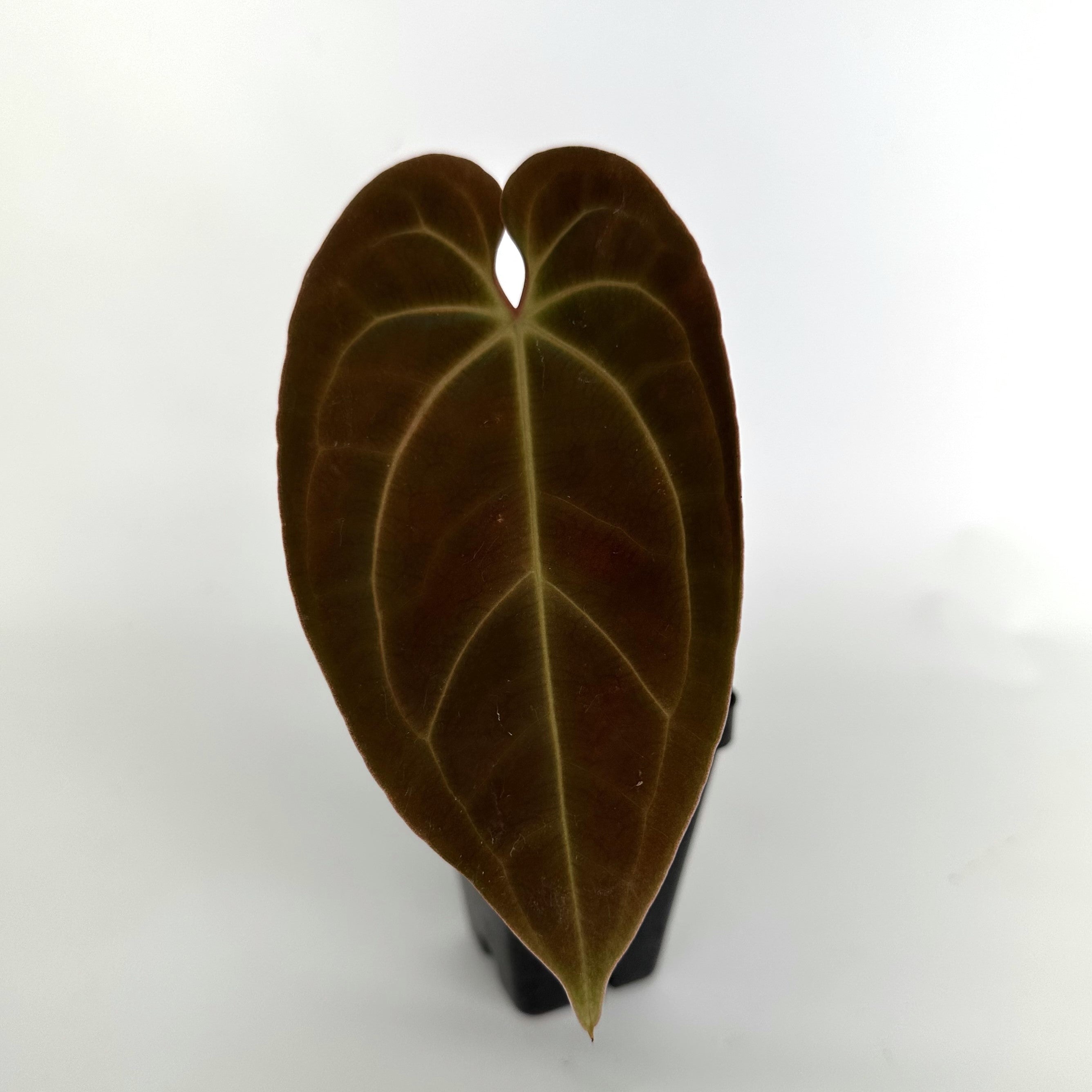 anthurium aff gymnopus Anthurium 'Wuhoo's First Night' x aff. besseae – Steve's Leaves