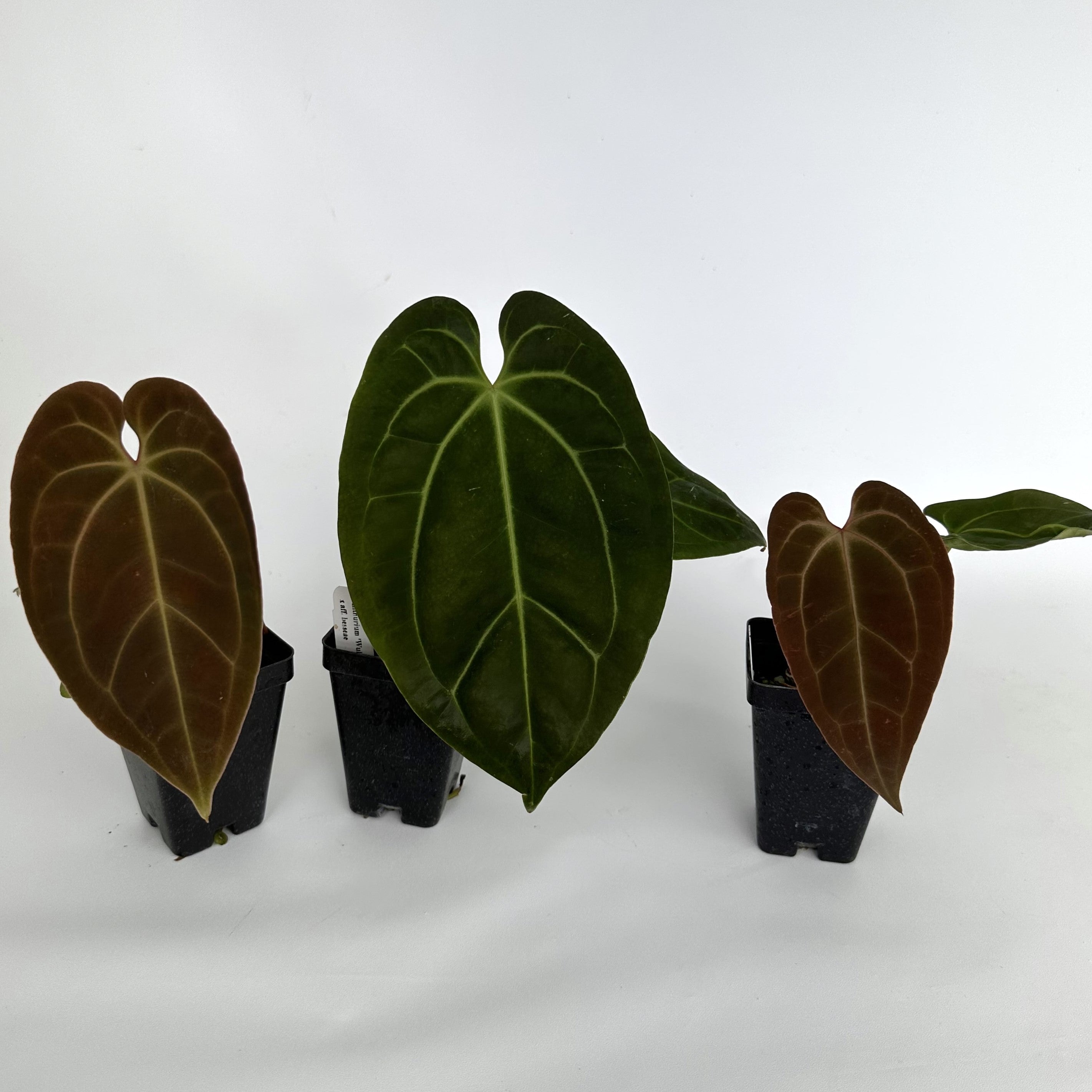 anthurium brownii aff Anthurium 'Wuhoo's First Night' x aff. besseae – Steve's Leaves