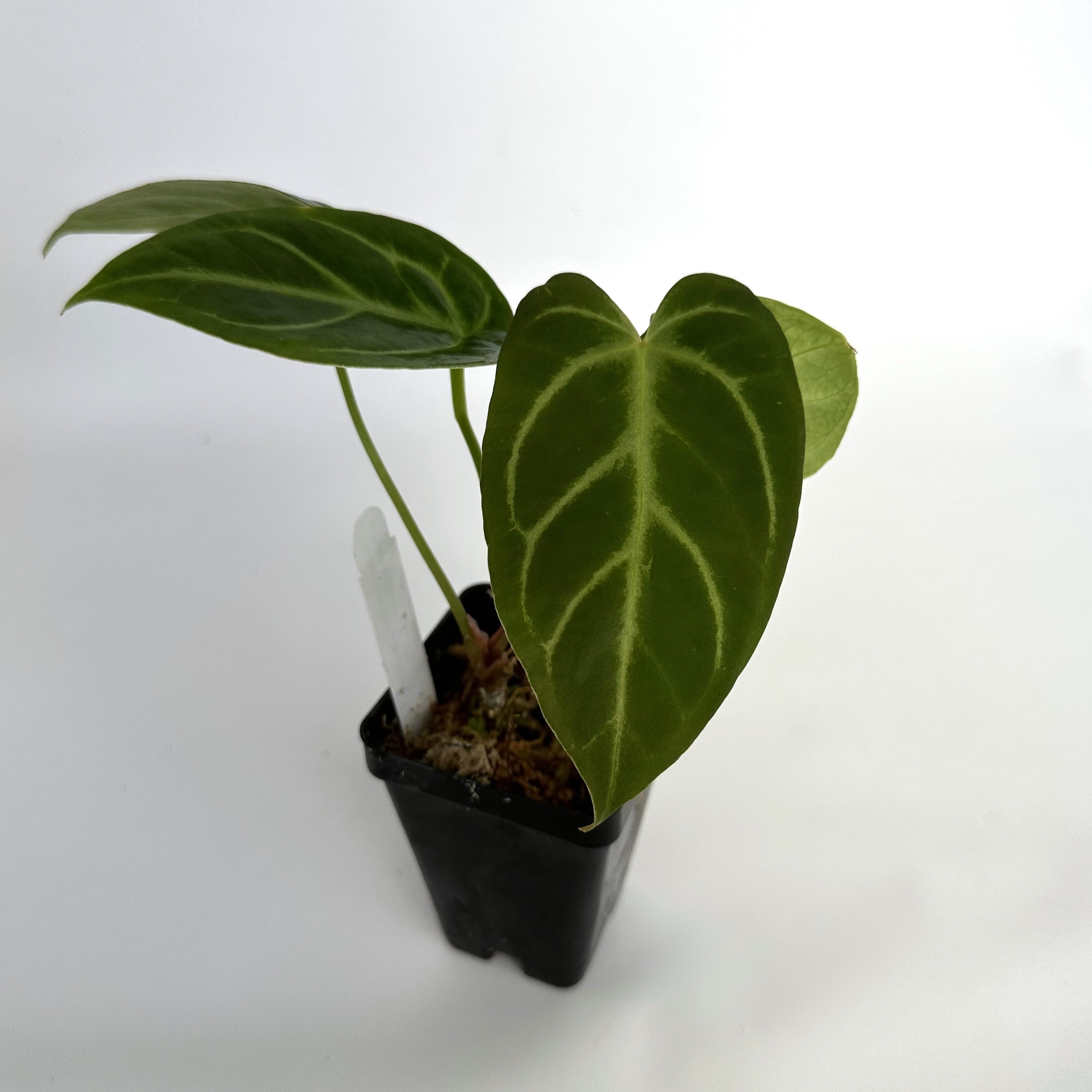 anthurium no flowers Anthurium 'Not The Mama' x 'Silver Blush' – Steve's Leaves