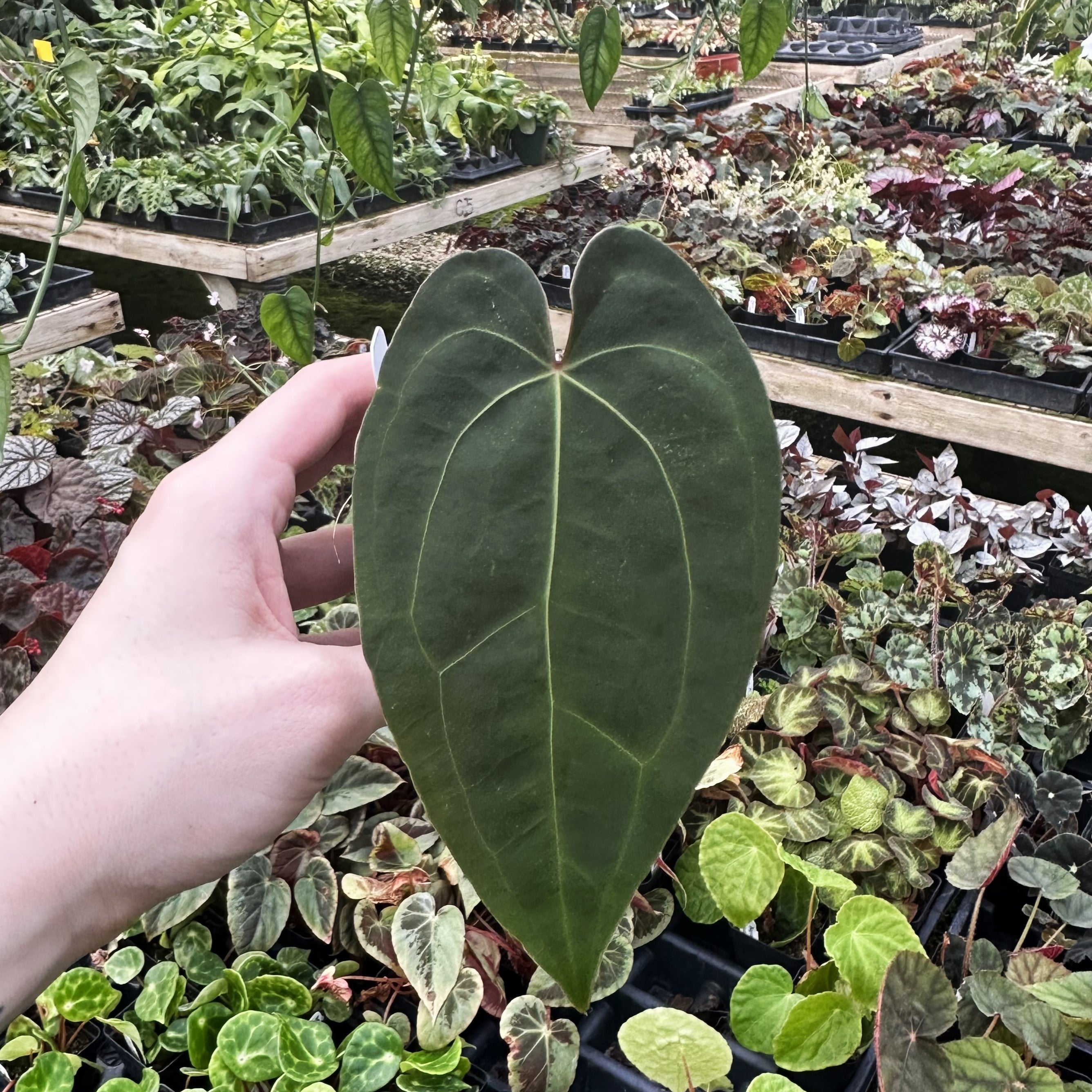 anthurium in garden Anthurium 'Zara' x papillilaminum (Ree Garden)