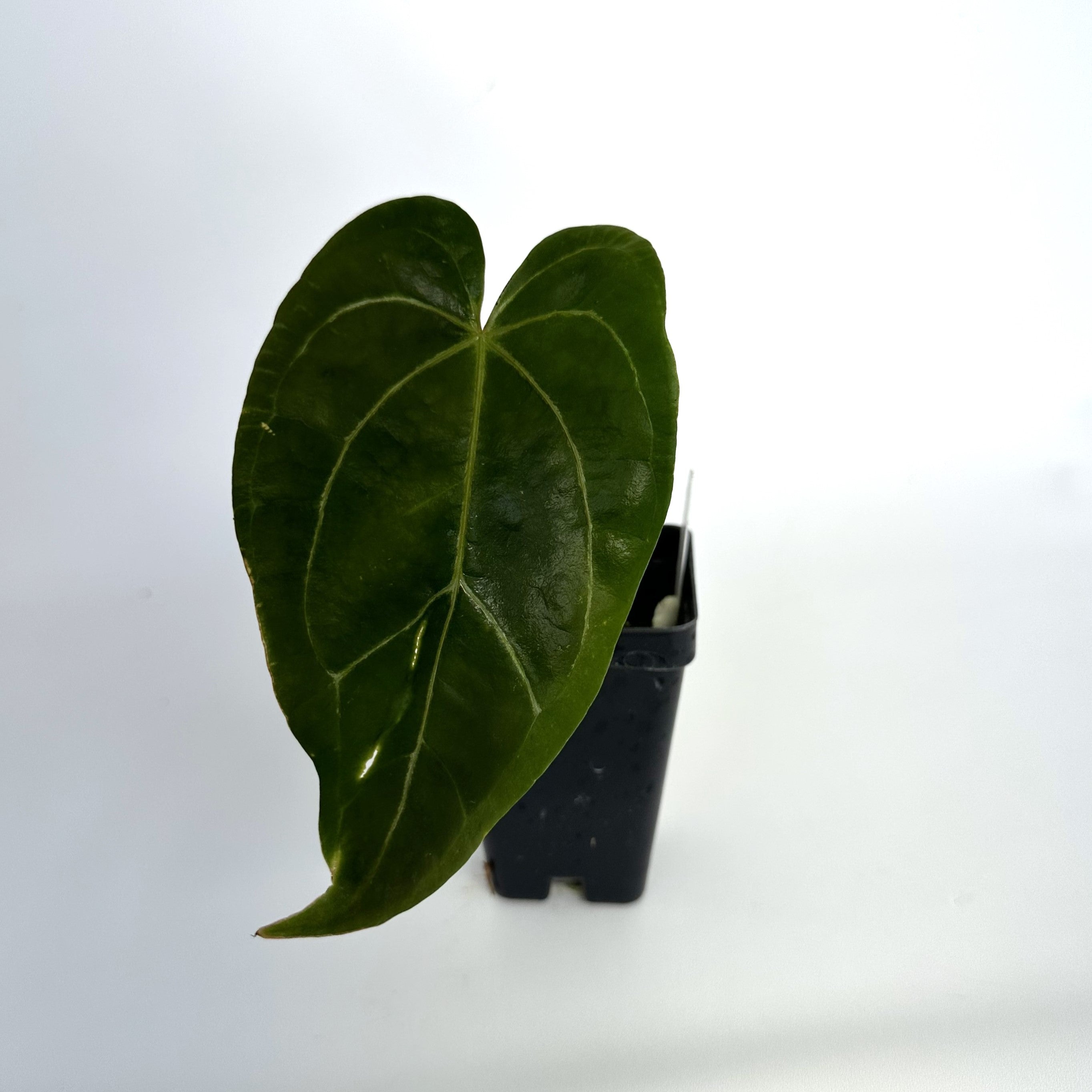 Anthurium Ree Pap Anthurium 'Zara' x papillilaminum (Ree Garden) – Steve's Leaves