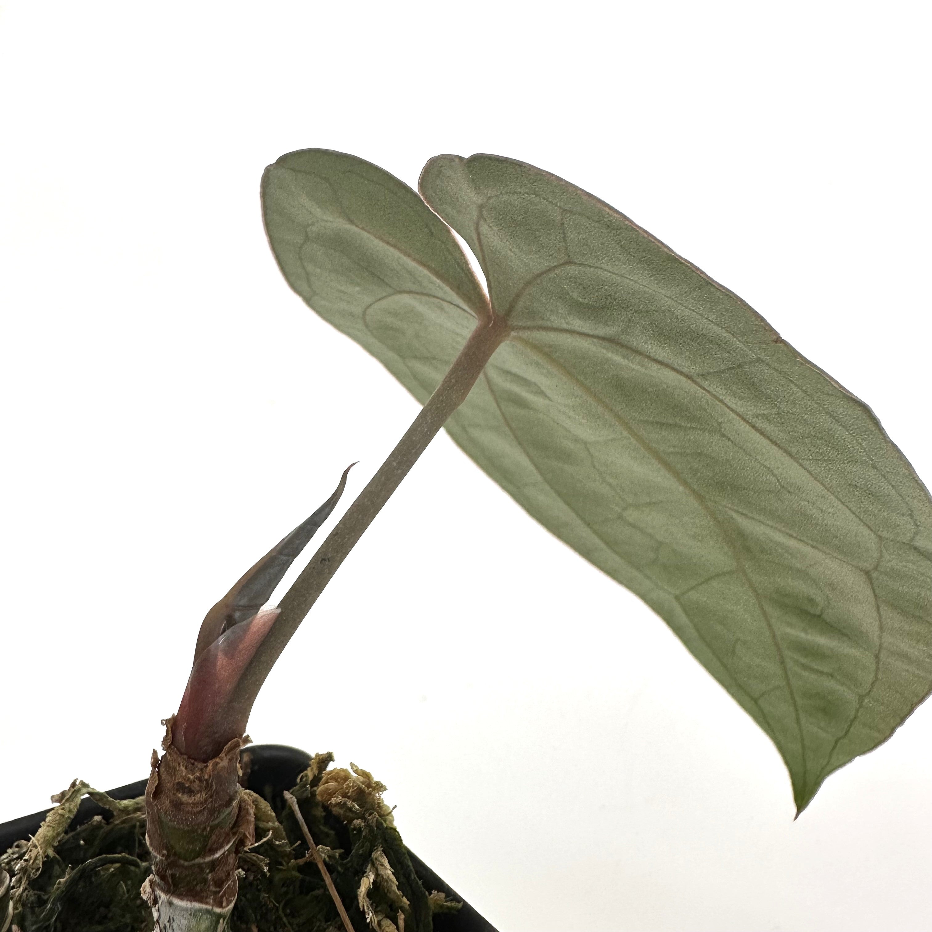 anthurium scandens pumila Anthurium 'Zara' x papillilaminum (Ree Garden) – Steve's Leaves