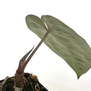 Anthurium 'Zara' x papillilaminum (Ree Garden)