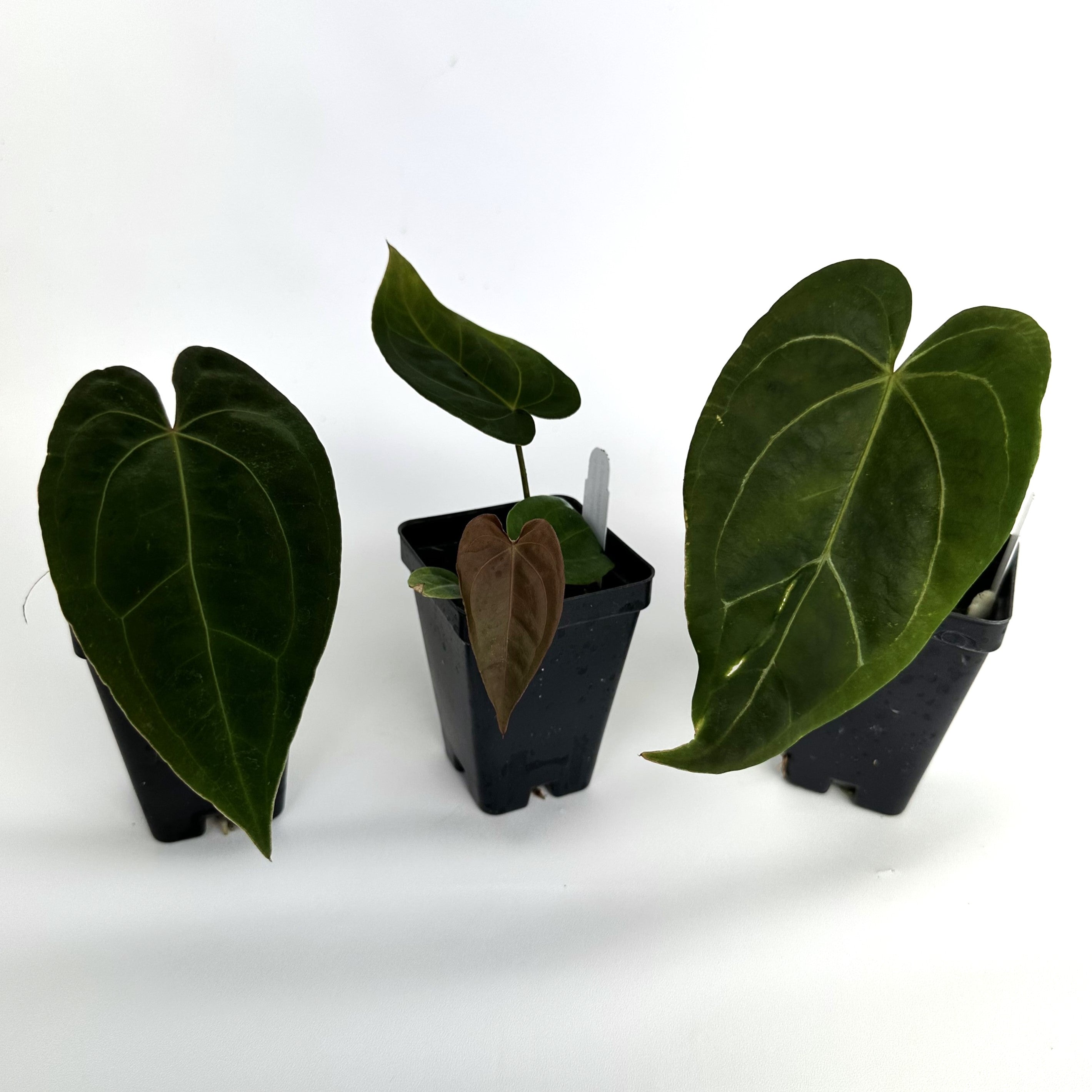 anthurium papillilaminum for sale Anthurium 'Zara' x papillilaminum (Ree Garden)