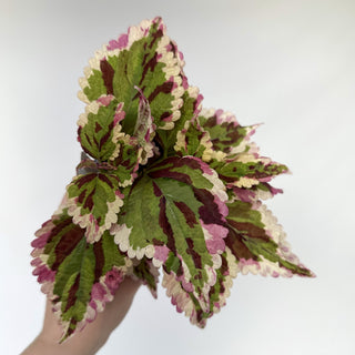 Z-1650 - Plectranthus hybrida (Coleus) 'Anna'