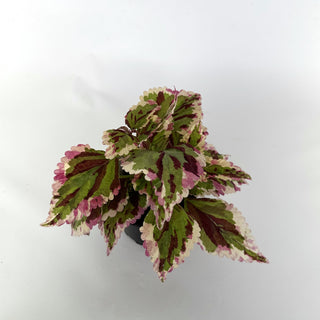 Z-1650 - Plectranthus hybrida (Coleus) 'Anna'