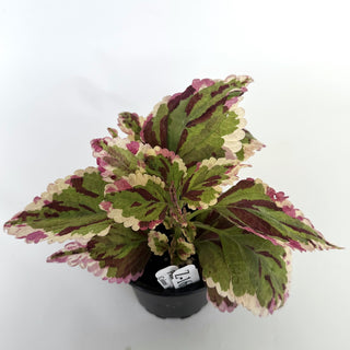 Z-1650 - Plectranthus hybrida (Coleus) 'Anna'