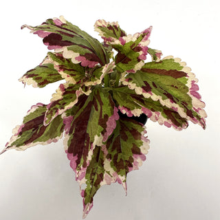 Z-1650 - Plectranthus hybrida (Coleus) 'Anna'