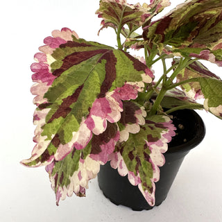 Z-1650 - Plectranthus hybrida (Coleus) 'Anna'