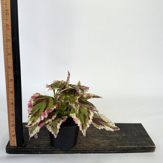 Z-1650 - Plectranthus hybrida (Coleus) 'Anna'