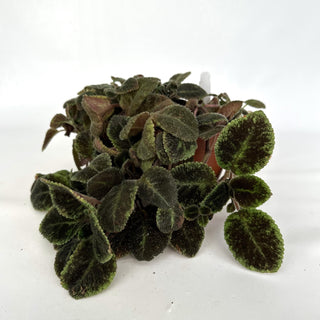 Z-2096 - Episcia 'Emerald Velvet' - 6in Hanging Basket **NEW Offering**