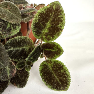 Z-2096 - Episcia 'Emerald Velvet' - 6in Hanging Basket **NEW Offering**