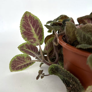 Z-2096 - Episcia 'Emerald Velvet' - 6in Hanging Basket **NEW Offering**