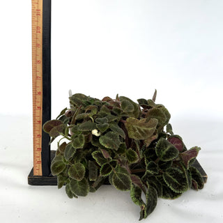 Z-2096 - Episcia 'Emerald Velvet' - 6in Hanging Basket **NEW Offering**