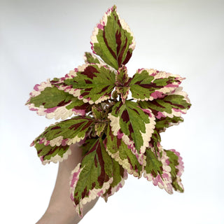 Z-2103 - Plectranthus hybrida (Coleus) 'Anna'