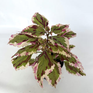 Z-2103 - Plectranthus hybrida (Coleus) 'Anna'