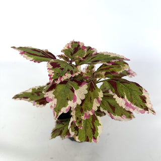 Z-2103 - Plectranthus hybrida (Coleus) 'Anna'