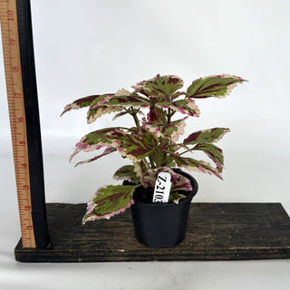 Z-2103 - Plectranthus hybrida (Coleus) 'Anna'