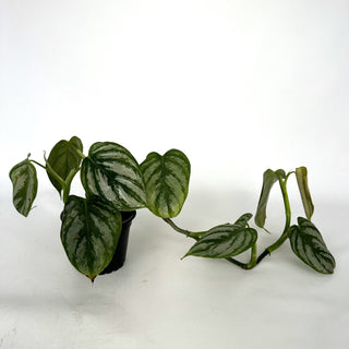 Z-2108 - Philodendron aff. brandtianum