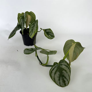Z-2108 - Philodendron aff. brandtianum