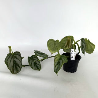 Z-2108 - Philodendron aff. brandtianum