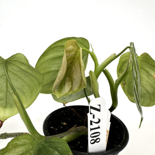 Z-2108 - Philodendron aff. brandtianum