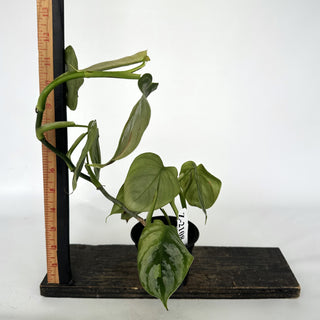 Z-2108 - Philodendron aff. brandtianum