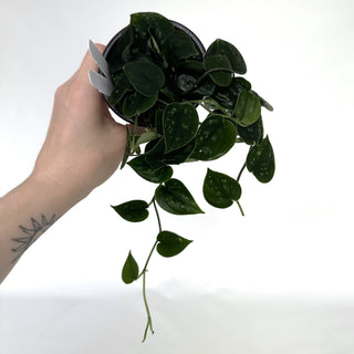 Z-2109 - Scindapsus pictus "Green Form" (Hassk)