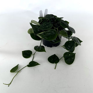 Z-2109 - Scindapsus pictus "Green Form" (Hassk)