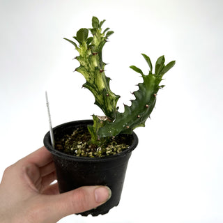 Z-2111 - Euphorbia mayurnathanii variegata